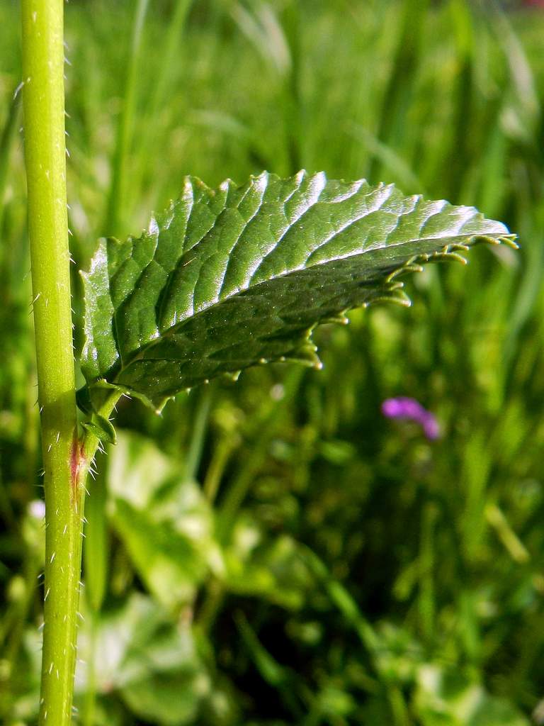 Brassicaceae sp. ?